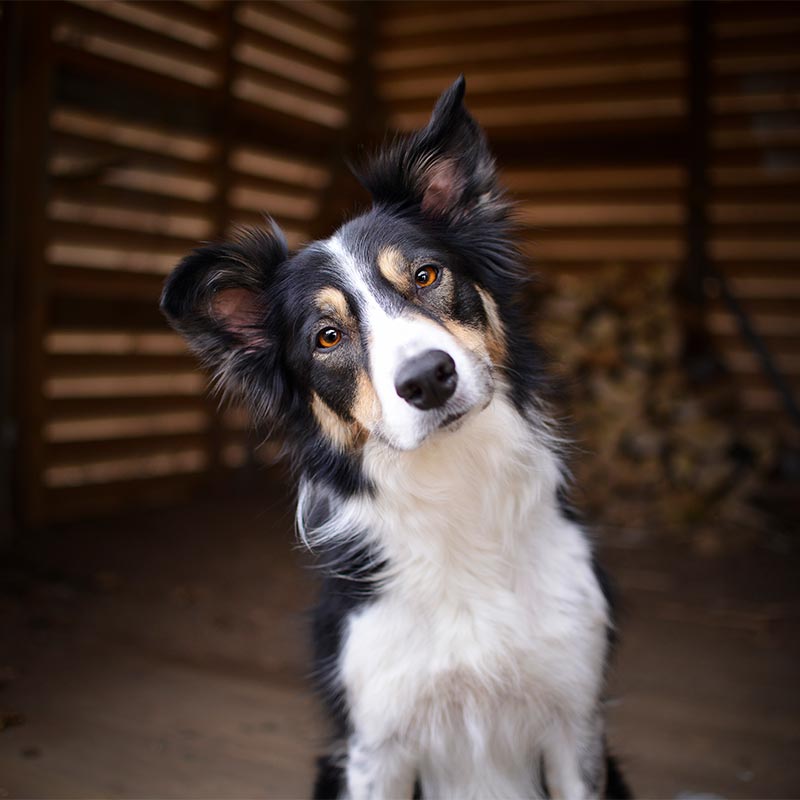 A border collie A border collie