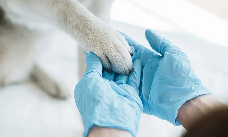 Caring Hands and Paws