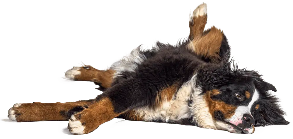 Cute, healthy dog wanting a belly rub