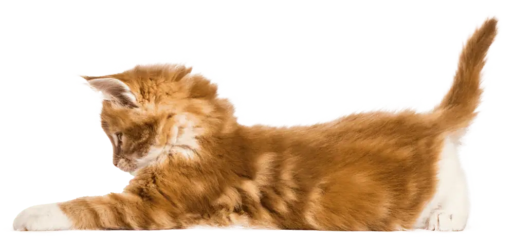 Small orange kitten playing on the floor