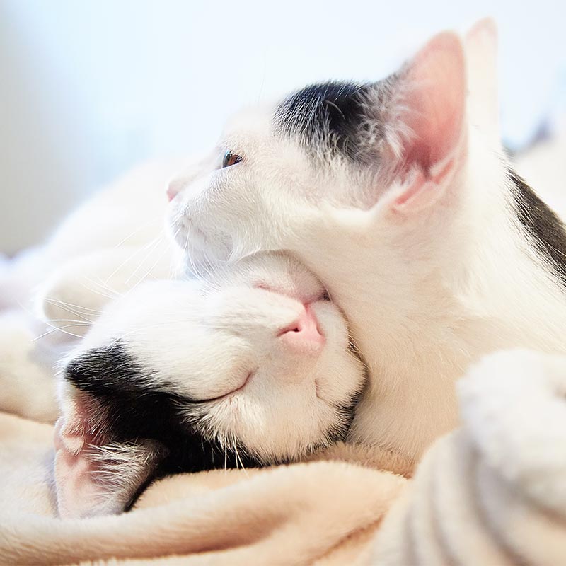 A pair of cats cuddling A pair of cats cuddling