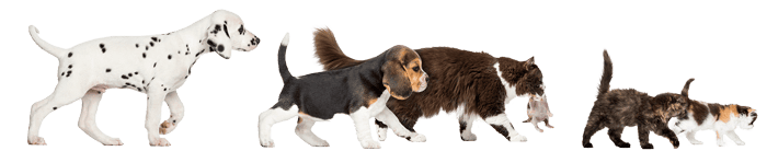 Dogs and cats walking together