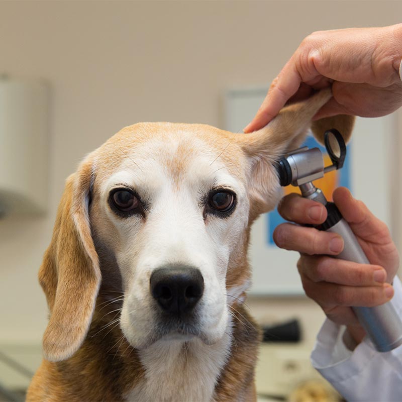 A beagle being examined A beagle being examined