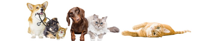 A group of cats and dogs A group of cats and dogs
