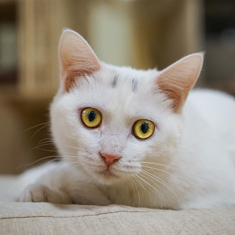 A white cat A white cat