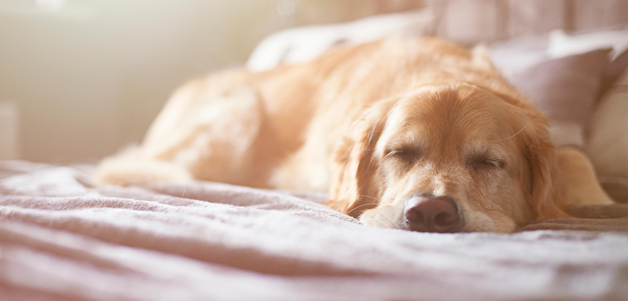 An old dog asleep An old dog asleep