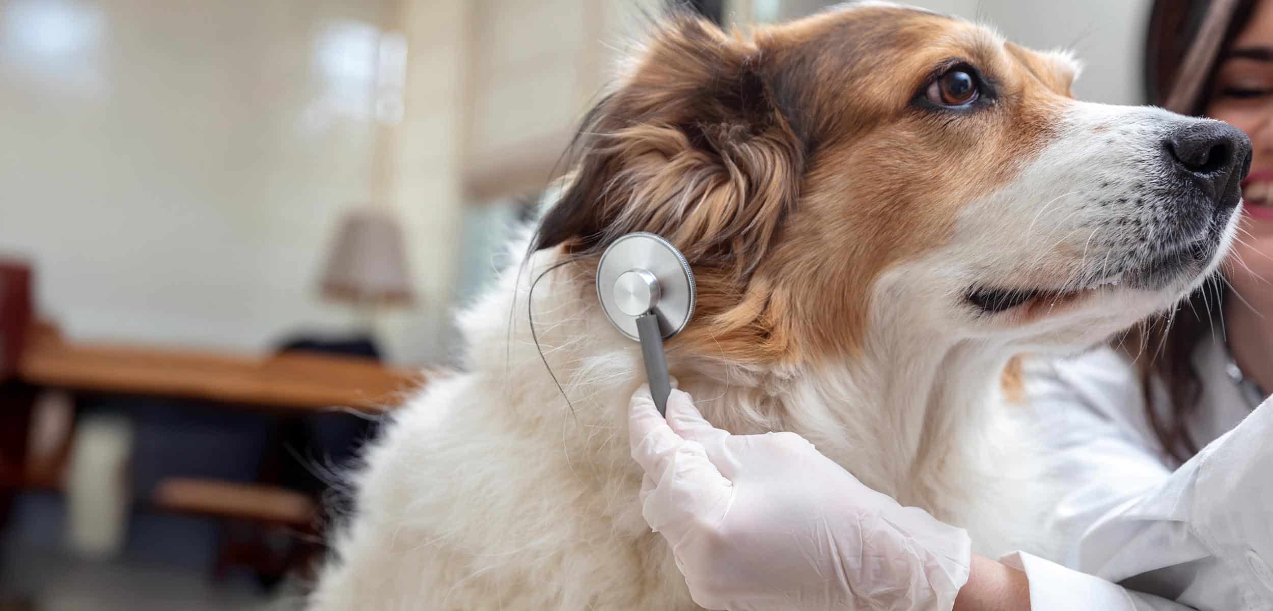 A dog being examined with a stethoscope