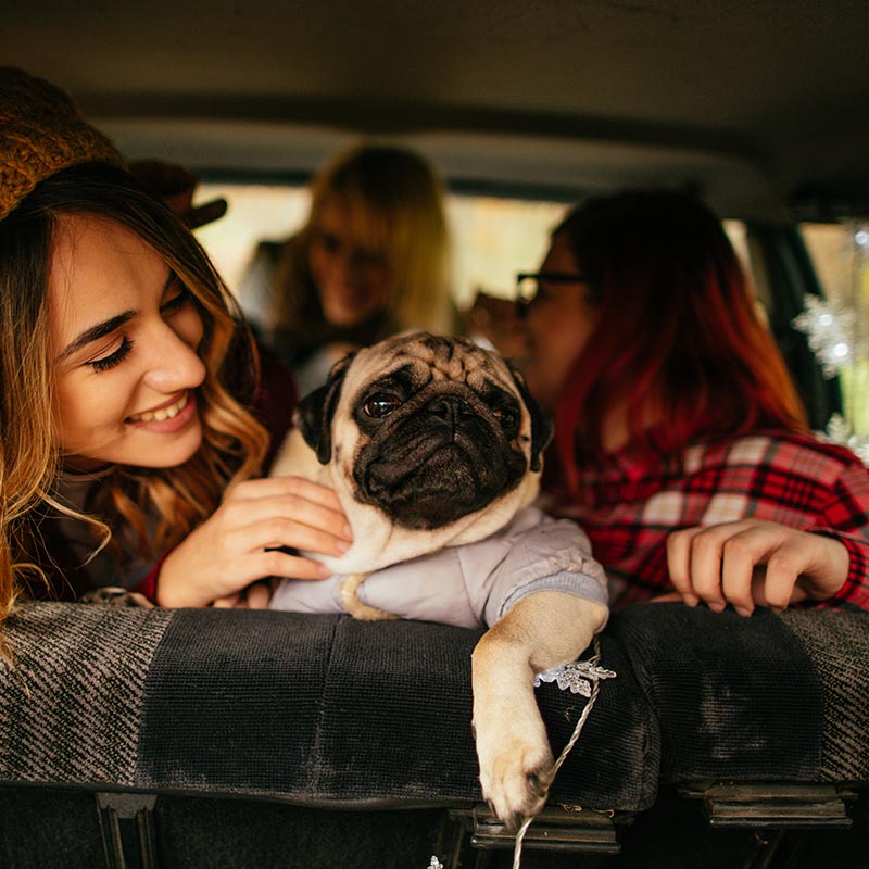 A pug puppy riding in a car A pug puppy riding in a car