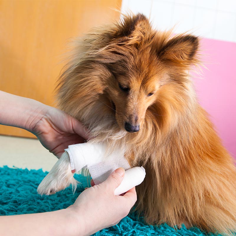 A sheltie being treated A sheltie being treated