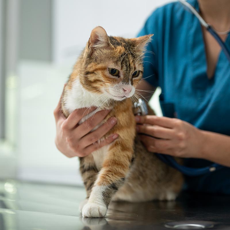 A cat being examined A cat being examined
