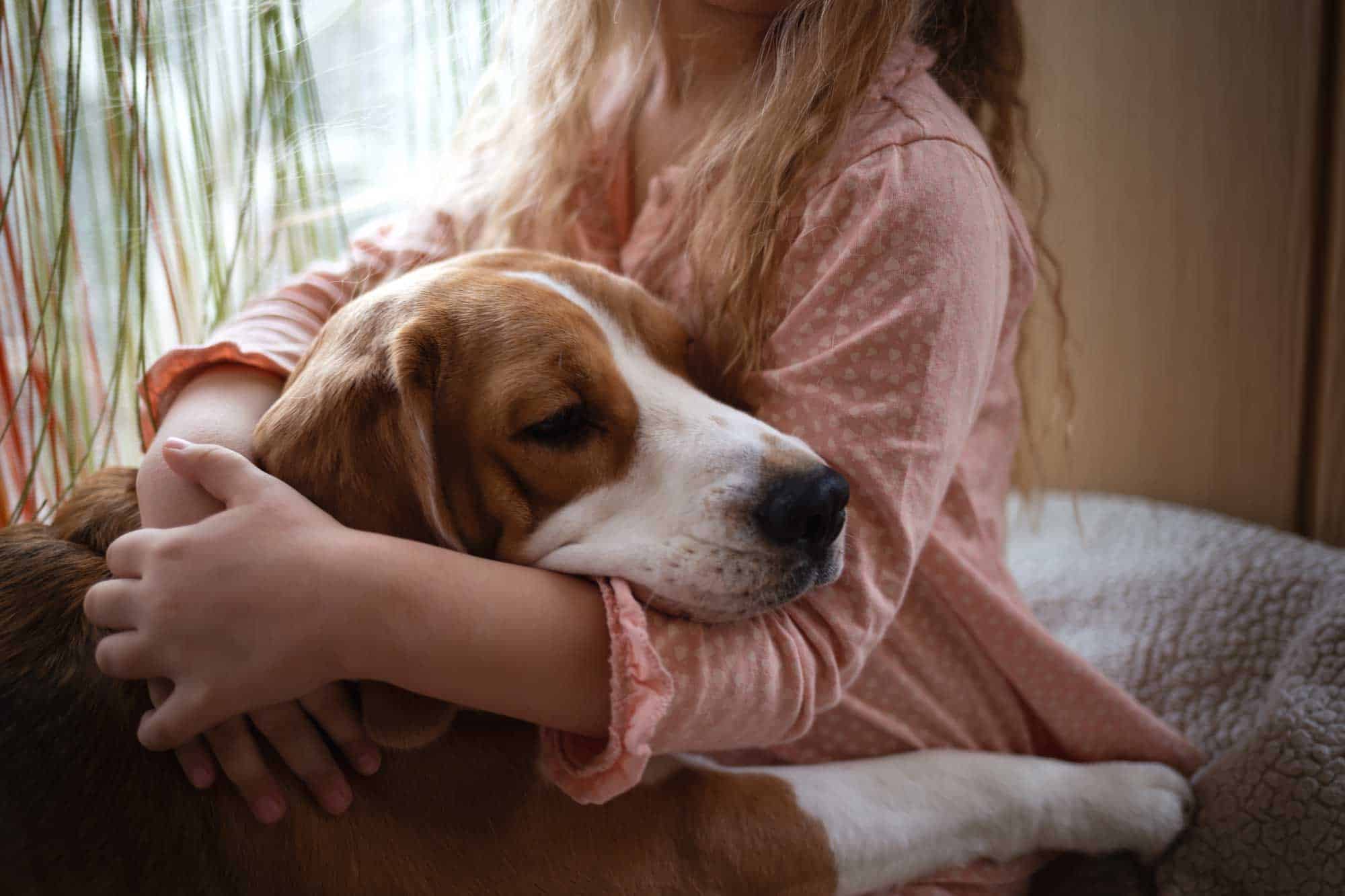 An old dog being comforted An old dog being comforted