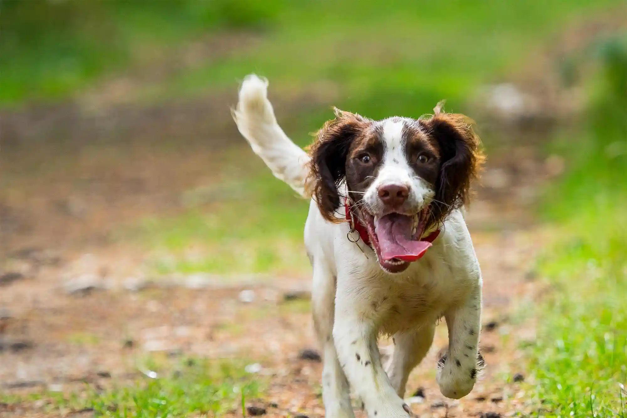 A running dog