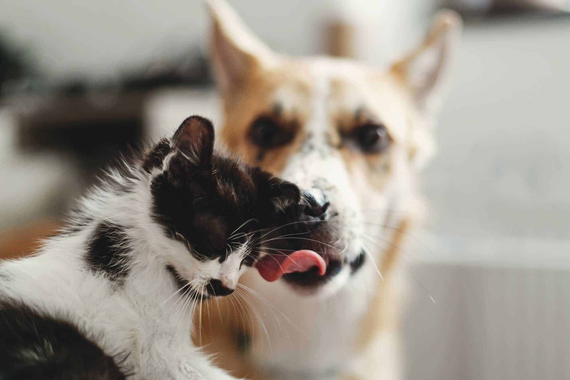 A dog and cat snuggling A dog and cat snuggling