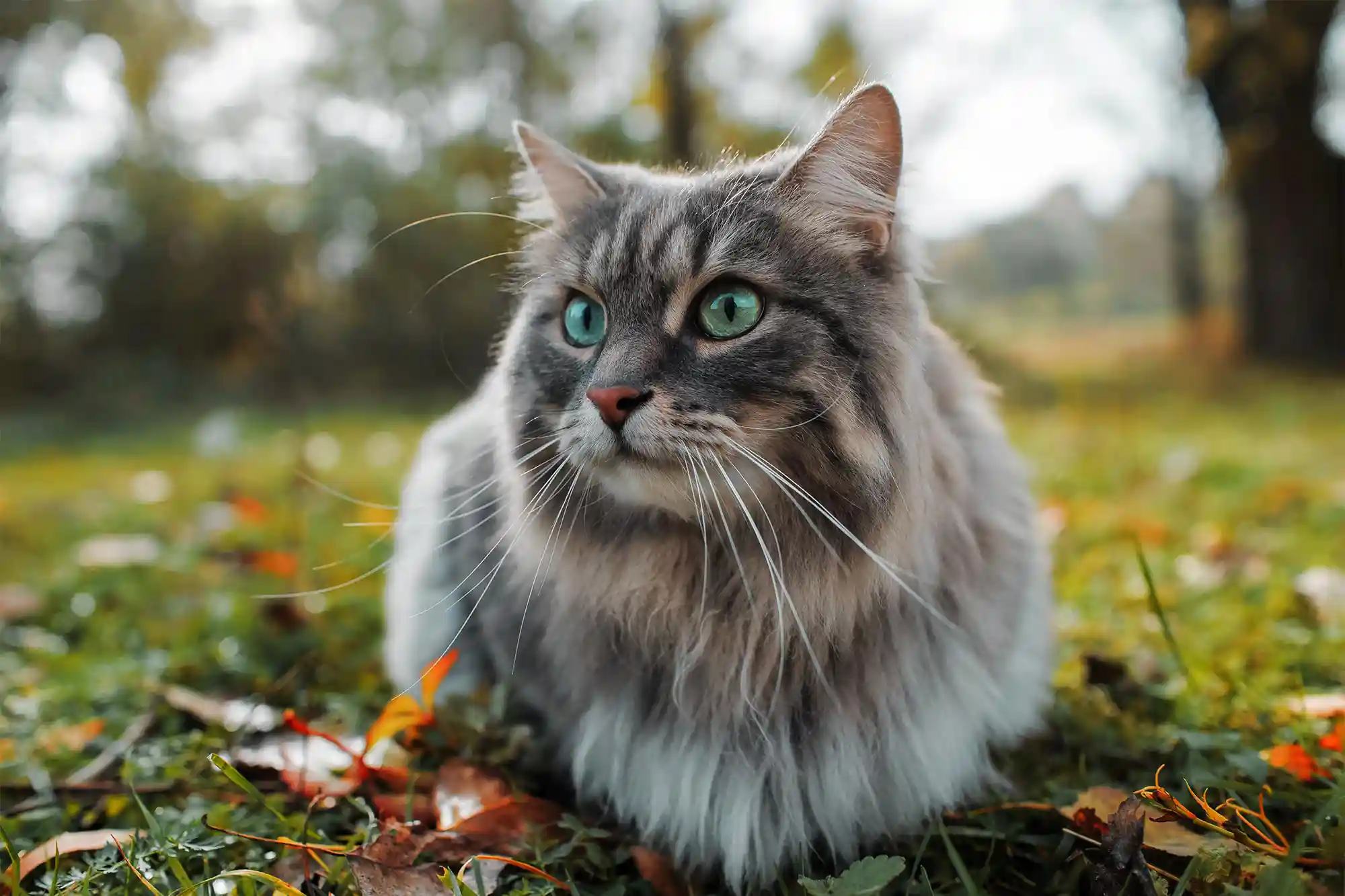 A cat sitting regally